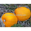 High Yield High Quality Heirloom Giant Pumpkin Seeds For Sale